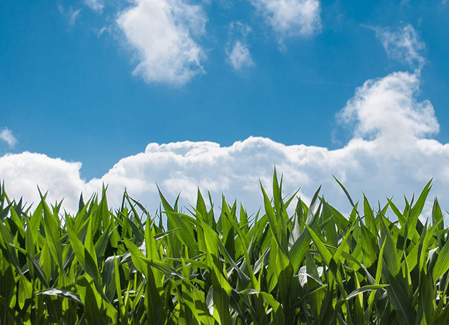 有機(jī)牧草種植基地