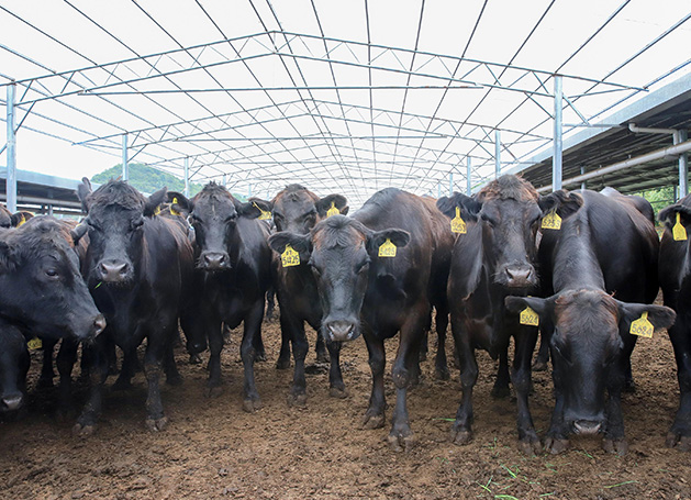 沙漠有機(jī)肉牛養(yǎng)殖基地
