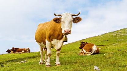 內(nèi)蒙古旭一牧業(yè)有限公司H5品牌官方網(wǎng)站上線啦！