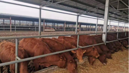 旭一收業(yè)2000頭進(jìn)口安格斯種牛， 1000頭荷斯坦奶牛陸續(xù)回家。