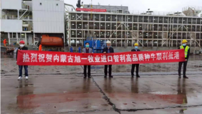 熱烈祝賀內(nèi)蒙古旭一牧業(yè)進(jìn)口智利高品質(zhì)種牛順利抵港！