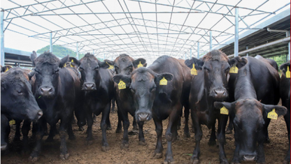 讓牛業(yè)不負(fù)“天賦河套”——內(nèi)蒙古旭一牧業(yè)有限公司發(fā)展回瞻（上）