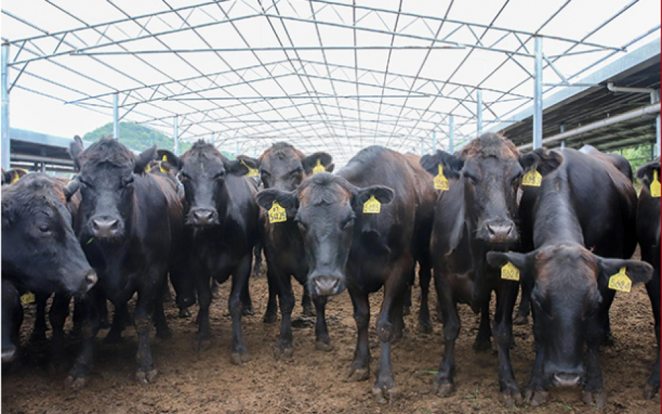 讓牛業(yè)不負(fù)“天賦河套”——內(nèi)蒙古旭一牧業(yè)有限公司發(fā)展回瞻（上）